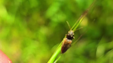 A small beetle on a blade of grass / beautiful insect in nature.