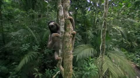 Two-toed Sloth Babies