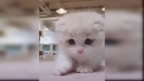 Cute white kittens