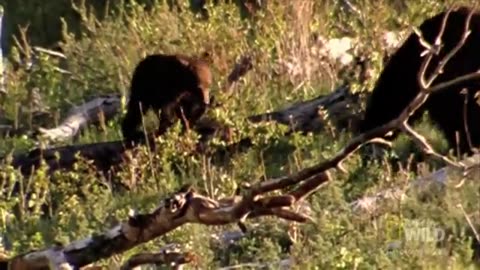 Grizzly Bear Attacks Prey | World's Deadliest