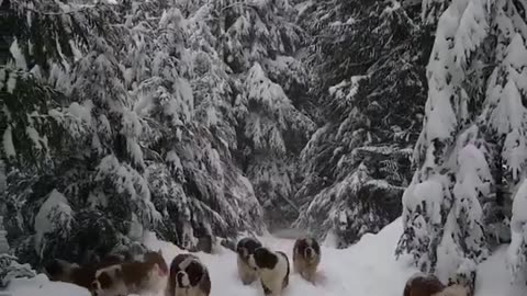 Dogs in the snow