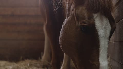 Horse_Indoor_Food