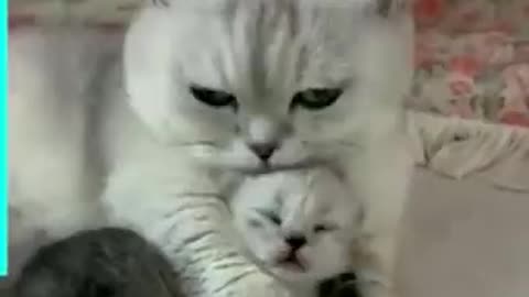 Cat Love her Baby ❤️