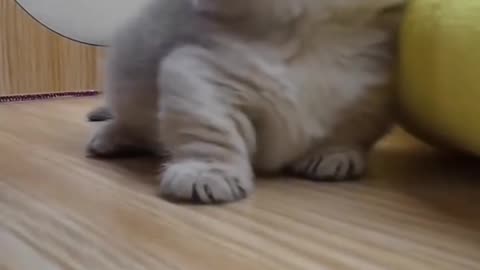 Cute Kitten Angry When Touch Head 🤢