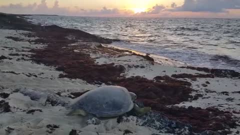 Sea Turtle Rescue Cozumel