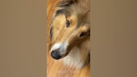 Didn't I Do It For You - Funniest Borzoi Dogs Memes On Tiktok - Beast Paws.mp4