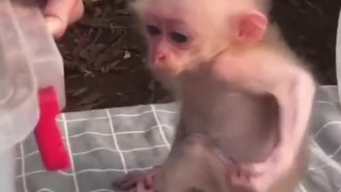 Super cute baby monky🐒