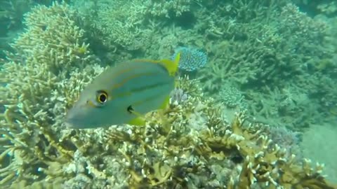 Amazing Turtle's Eye View of the Great Barrier Reef | WWF Australia