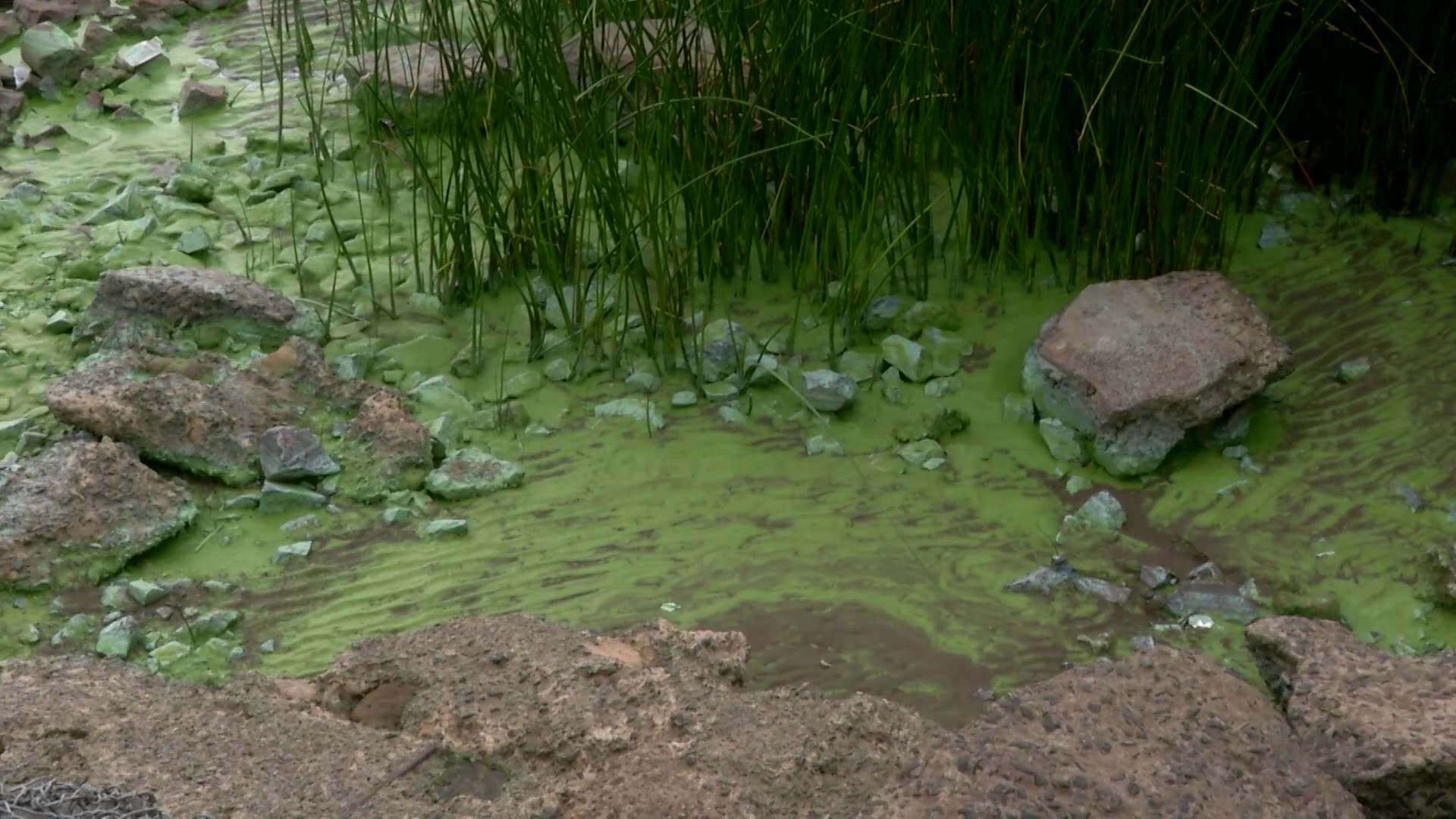 Argentine river green from potentially toxic bacteria