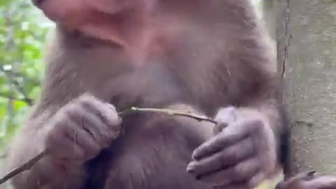 #babymonkey #Animal #Animalht #monkeys #animallovers❤️ #cocakamonkey animals #viral #monkey #cute_4