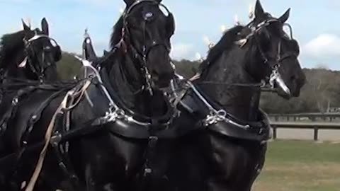 Champions in the Florida All Breed Six Horse Hitch