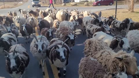 Sheep running home to the farm