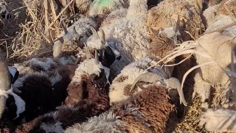 Sheep walking up hill