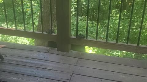 Politely Telling a Bear to Get Off My Balcony