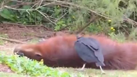 Vulture cleans the capybara of mites and other parasites~Just look at how much the capybara enjoys it!