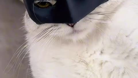 CatMan or Batman?