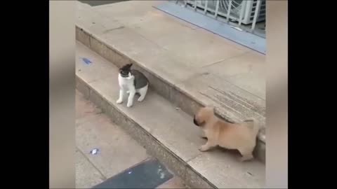 Cat vs Dog Funny Shorts