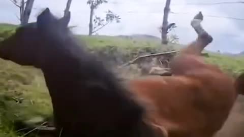 When animals fear humans, and one loud roar shows why! Watch this horse’s hilarious reaction!