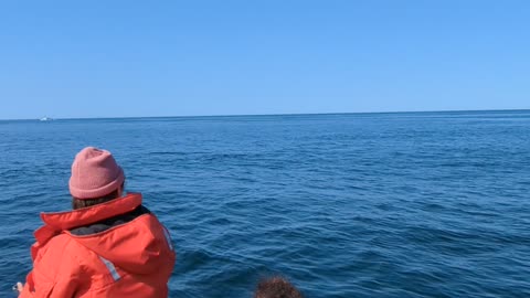 Humpback Whale Smiles for the Camera