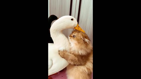 Laugh until my stomach hurts. The Cat and the Duck.