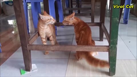 Cats Fighting and Meowing - These Two are Bloody Brothers _ Viral Cat