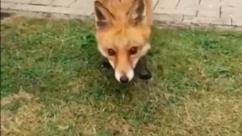 feed_the_wild_fox_#shorts_#foxfamily_#fox_#pets