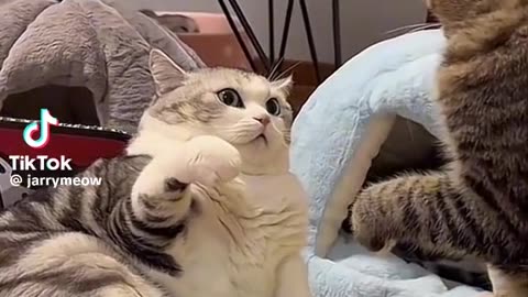 Funny Cat videos