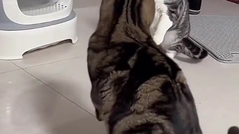 Funny Cat videos