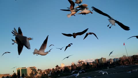 Feeding the birds first thing in the morning