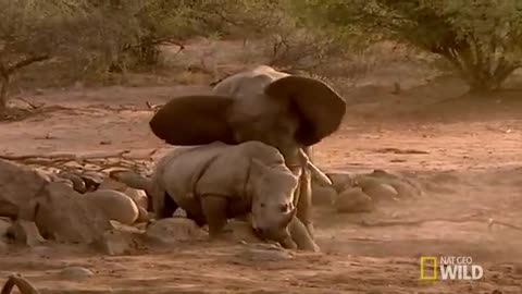 Elephant vs. Rhino | Animal Fight Night