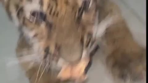 Tiger cub feeding.