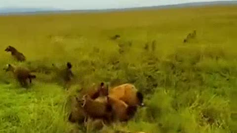 Lion rescue #$# friend from #$%wild dogs attacked#animals #wild worldwide animals