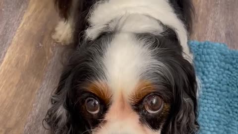 My cavalier King Charles wants a treat…