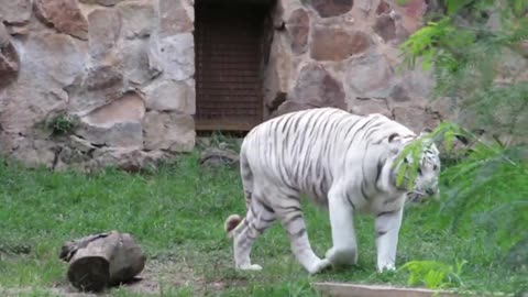 🦍Animais🦒do🐘MUNDO🦘Tigre albino forte e amigo