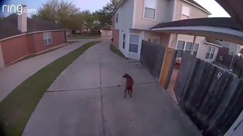 Owner Tells Dog To Go Back Inside Via Spotlight Cam | RingTV