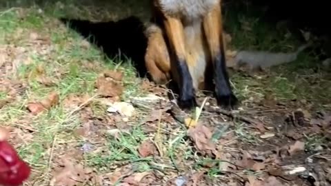 Feeding a Fox 🦊