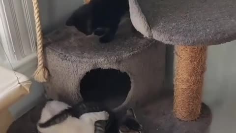 Baby cats funny home 🏠