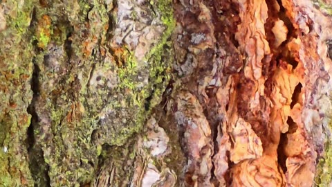 Ameisen, die einen Baum hinunterkrabbeln / schöne schwarze Ameisen.