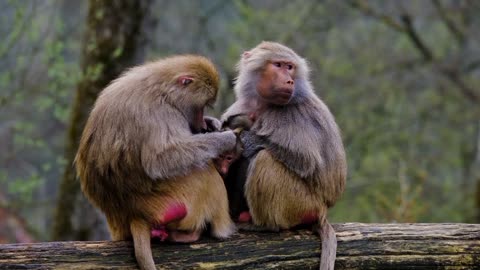 manky male and female with baby