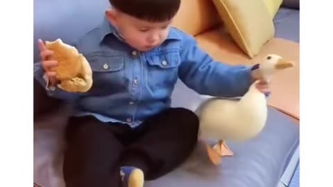 Duck petting Baby