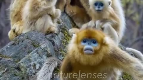 Golden Snub-Nosed Monkey _ The Unique Monkey