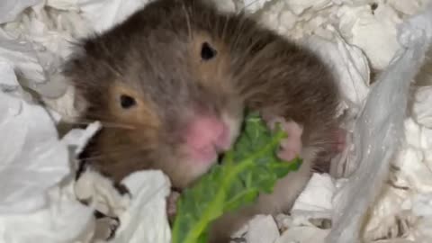 Elderly hamster enjoys cabbage