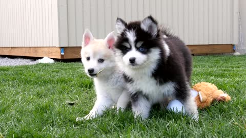 Best Bowtie Pomsky Love - Movie Stars named Shila and Zina, showing off their cute faces!