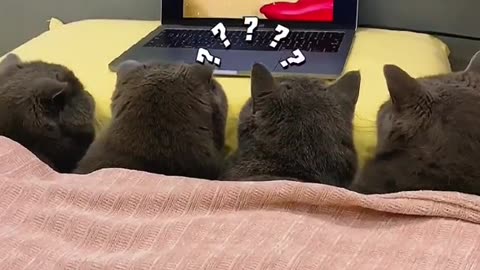 Have you ever watch Tom&Jarry#tom #jarry #cat#fypシ #foryoupage