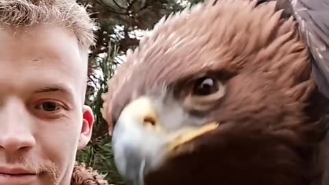 Golden Eagle Calls to the Camera