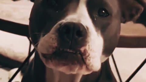 Woof! What Dogs REALLY Think (Funny Voiceovers!)