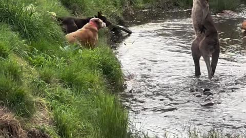 Dogs Encounter Kangaroo While on a Walk