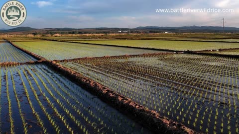 Exploring the Nutritional Bounty of Cultivated Wild Rice