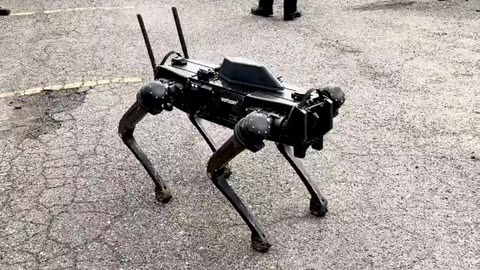 5G EMF radiation dog