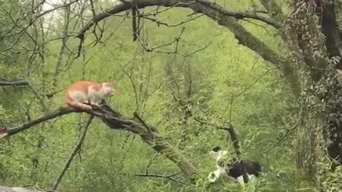 Funny Cat fight